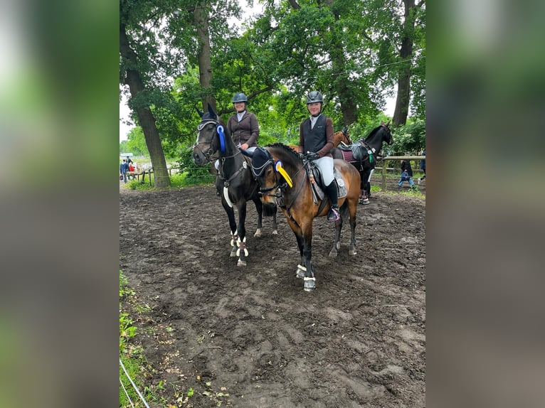 Deutsches Sportpferd Wallach 5 Jahre 166 cm Brauner in Thedinghausen