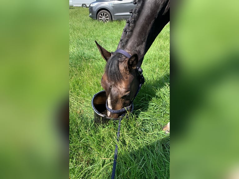 Deutsches Sportpferd Wallach 5 Jahre 166 cm Brauner in Thedinghausen