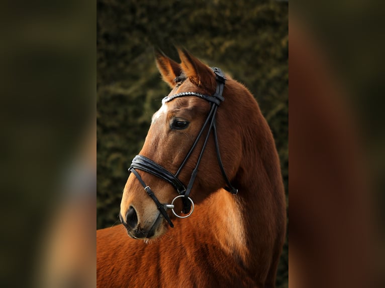 Deutsches Sportpferd Wallach 5 Jahre 166 cm Brauner in Altenstadt