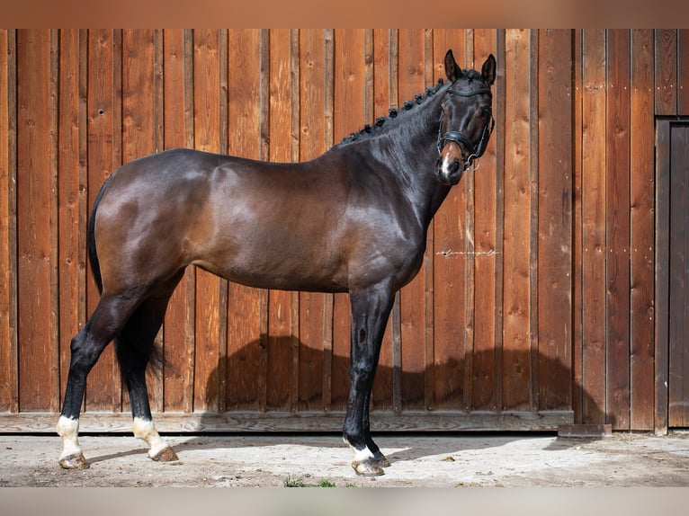 Deutsches Sportpferd Wallach 5 Jahre 166 cm Brauner in Mietingen