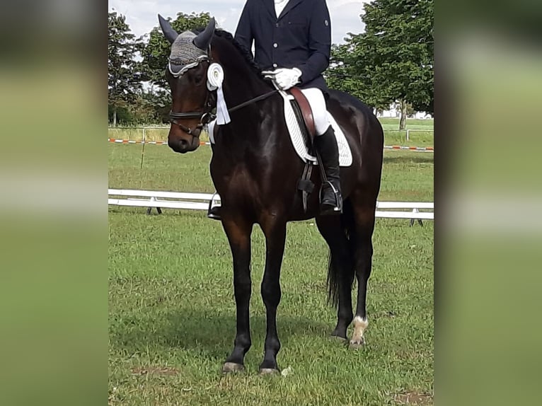 Deutsches Sportpferd Wallach 5 Jahre 166 cm Brauner in Magdeburg