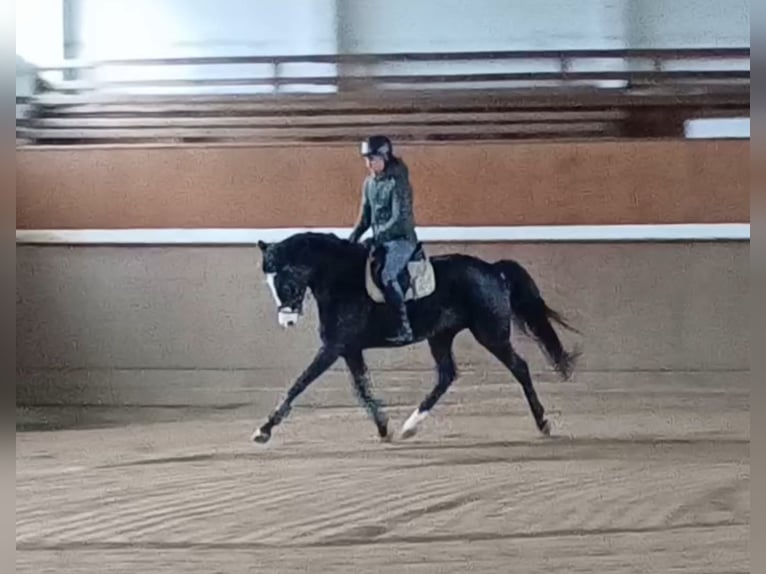 Deutsches Sportpferd Wallach 5 Jahre 166 cm Dunkelbrauner in Neustadt/Dosse