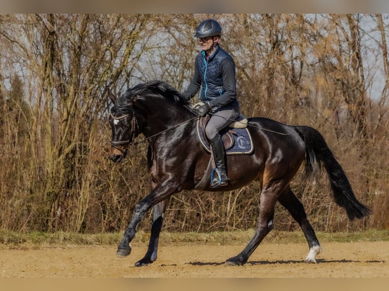 Deutsches Sportpferd Wallach 5 Jahre 166 cm Dunkelbrauner in Neuburg an der Kammel
