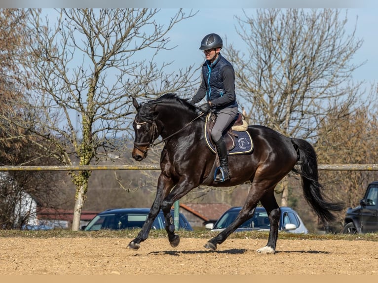 Deutsches Sportpferd Wallach 5 Jahre 166 cm Dunkelbrauner in Neuburg an der Kammel