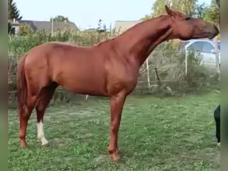 Deutsches Sportpferd Wallach 5 Jahre 166 cm Fuchs in L&#xFC;neburg