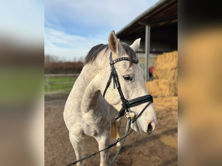 Deutsches Sportpferd Wallach 5 Jahre 166 cm Schimmel in Grevenbroich