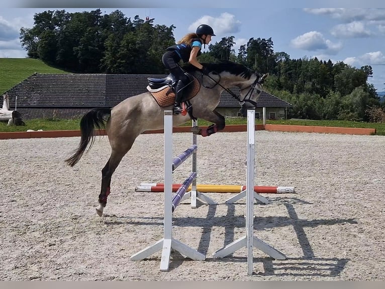 Deutsches Sportpferd Wallach 5 Jahre 166 cm Schimmel in Knittelfeld