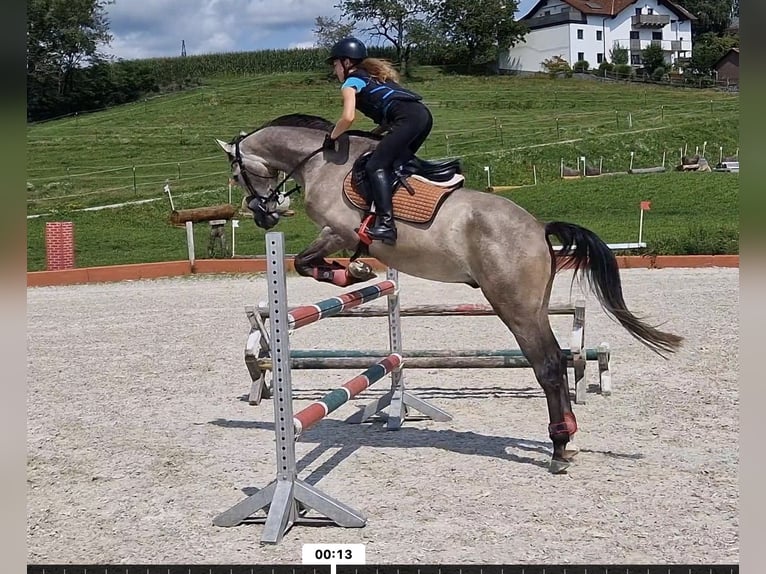Deutsches Sportpferd Wallach 5 Jahre 166 cm Schimmel in Knittelfeld