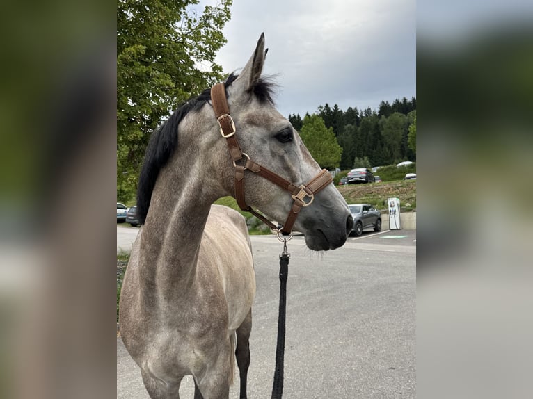 Deutsches Sportpferd Wallach 5 Jahre 166 cm Schimmel in Knittelfeld