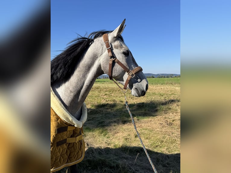 Deutsches Sportpferd Wallach 5 Jahre 166 cm Schimmel in Knittelfeld