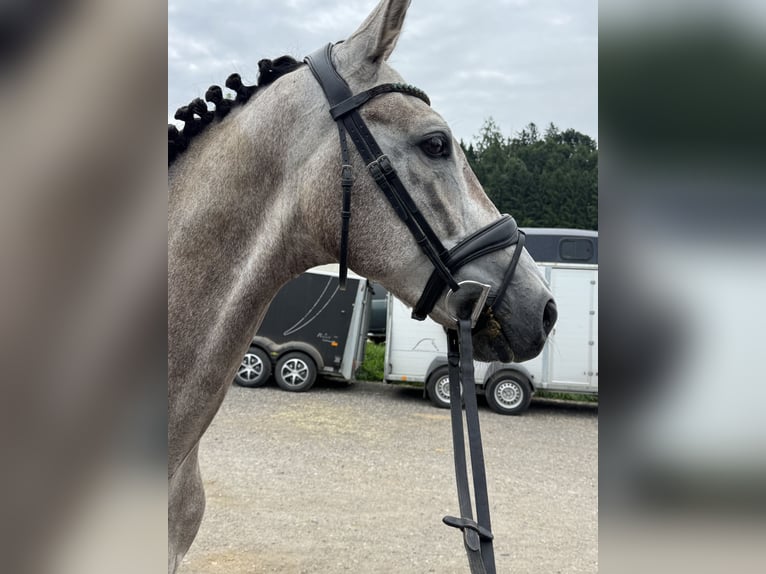 Deutsches Sportpferd Wallach 5 Jahre 166 cm Schimmel in Knittelfeld