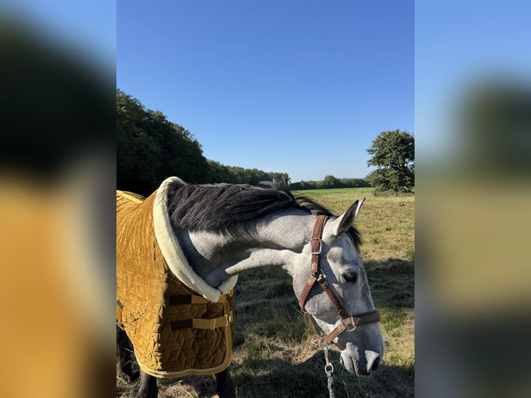 Deutsches Sportpferd Wallach 5 Jahre 166 cm Schimmel in Knittelfeld