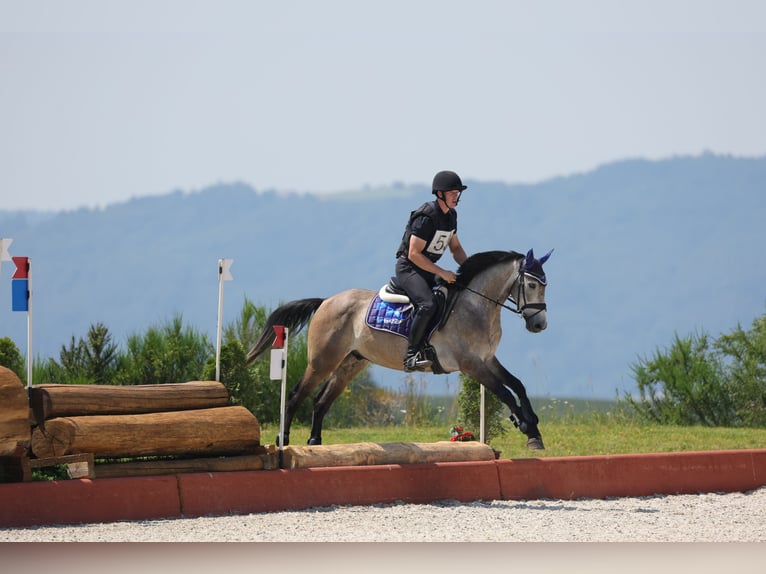 Deutsches Sportpferd Wallach 5 Jahre 166 cm Schimmel in Knittelfeld