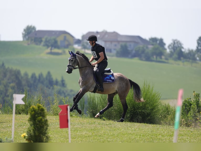 Deutsches Sportpferd Wallach 5 Jahre 166 cm Schimmel in Knittelfeld