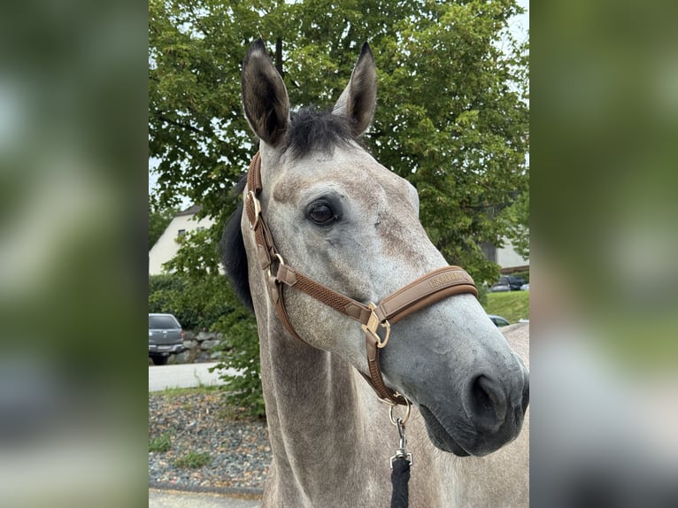 Deutsches Sportpferd Wallach 5 Jahre 166 cm Schimmel in Knittelfeld