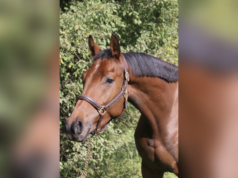 Deutsches Sportpferd Wallach 5 Jahre 166 cm in Erharting