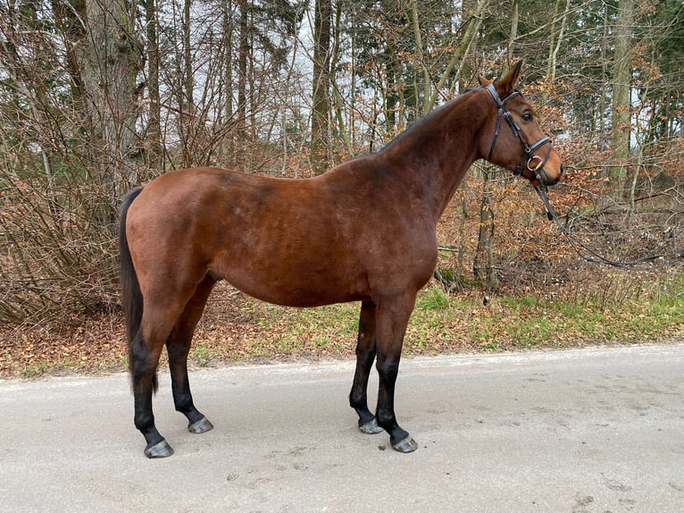 Deutsches Sportpferd Wallach 5 Jahre 167 cm Brauner in Gadow