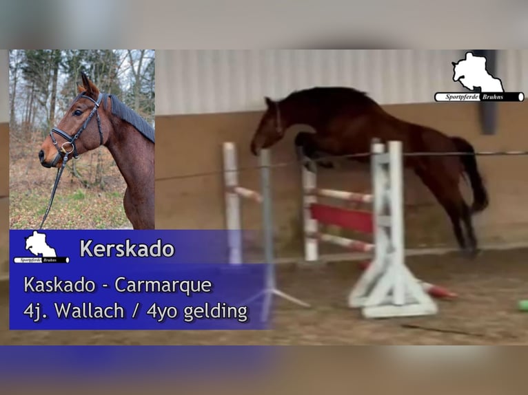 Deutsches Sportpferd Wallach 5 Jahre 167 cm Brauner in Gadow