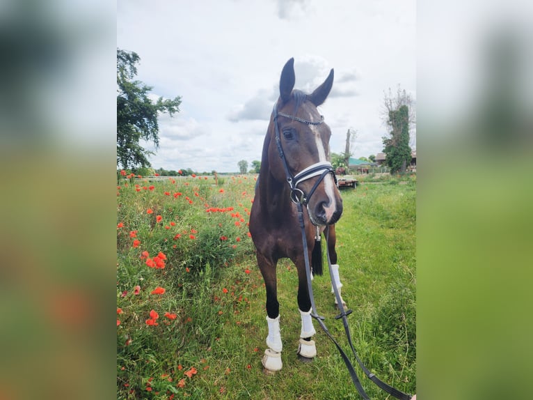 Deutsches Sportpferd Wallach 5 Jahre 167 cm Dunkelbrauner in Dallgow-Döberitz