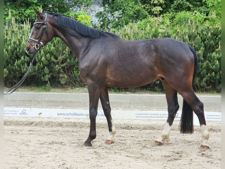 Deutsches Sportpferd Wallach 5 Jahre 167 cm Dunkelbrauner in Dallgow-Döberitz