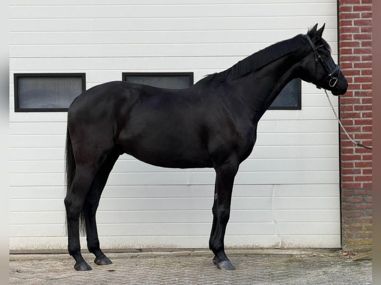 Deutsches Sportpferd Wallach 5 Jahre 167 cm Dunkelbrauner in Someren