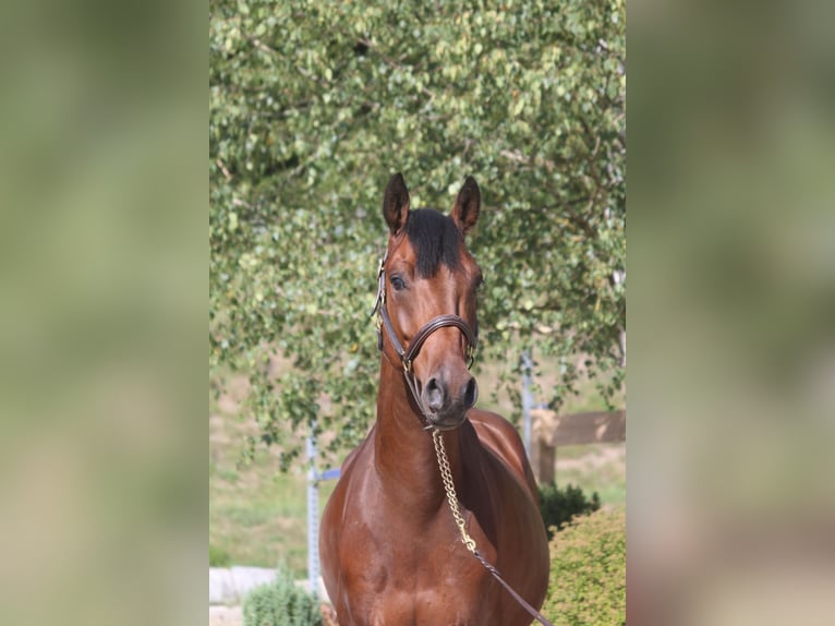 Deutsches Sportpferd Wallach 5 Jahre 167 cm Dunkelbrauner in Erharting