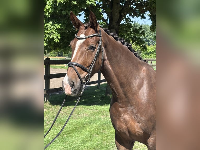 Deutsches Sportpferd Wallach 5 Jahre 167 cm Dunkelfuchs in Greven