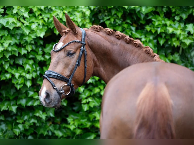 Deutsches Sportpferd Wallach 5 Jahre 167 cm Fuchs in Delbr&#xFC;ck