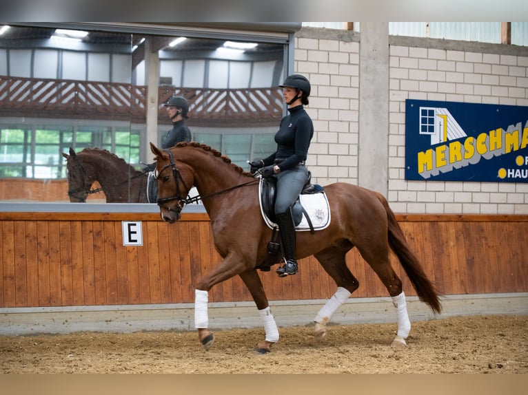 Deutsches Sportpferd Wallach 5 Jahre 167 cm Fuchs in Delbr&#xFC;ck
