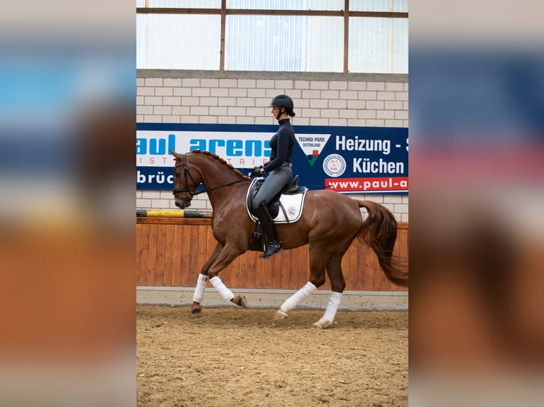 Deutsches Sportpferd Wallach 5 Jahre 167 cm Fuchs in Delbr&#xFC;ck