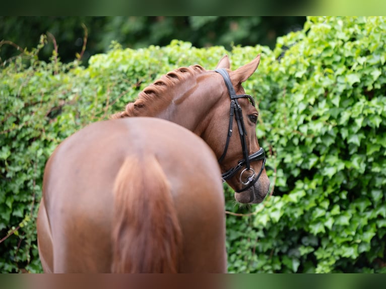 Deutsches Sportpferd Wallach 5 Jahre 167 cm Fuchs in Delbr&#xFC;ck