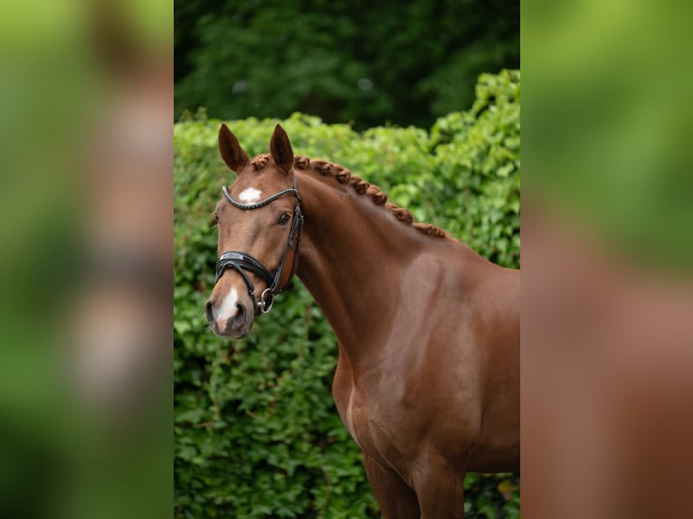 Deutsches Sportpferd Wallach 5 Jahre 167 cm Fuchs in Delbr&#xFC;ck
