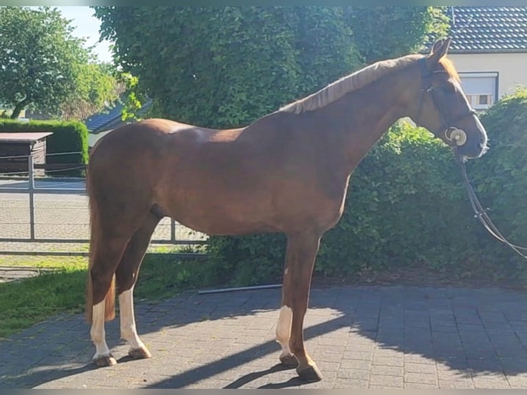Deutsches Sportpferd Wallach 5 Jahre 167 cm Fuchs in Buchholz (Westerwald) Deutsches Sportpferd Wallach 5 Jahre 167 cm Fuchs in Buchholz (Westerwald)