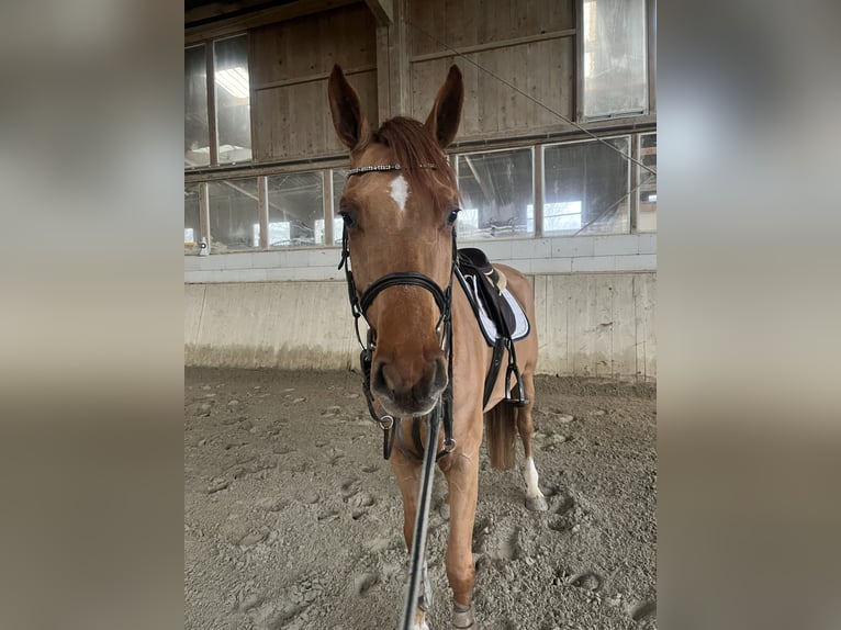 Deutsches Sportpferd Wallach 5 Jahre 167 cm Fuchs in Neuried