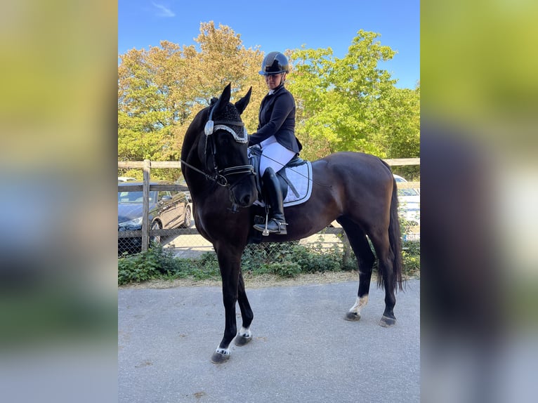 Deutsches Sportpferd Wallach 5 Jahre 167 cm Rappe in Mainhardt