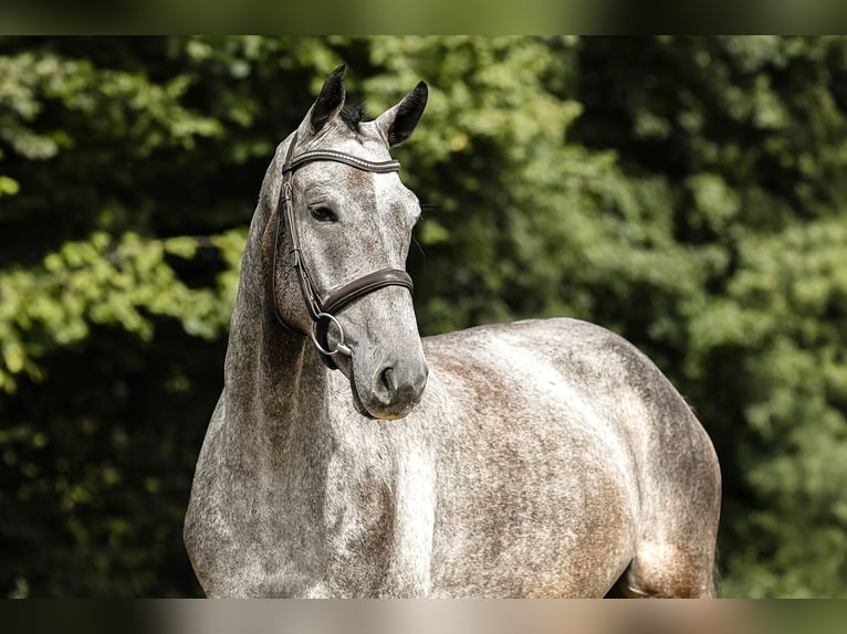 Deutsches Sportpferd Wallach 5 Jahre 167 cm Schimmel in Riedstadt