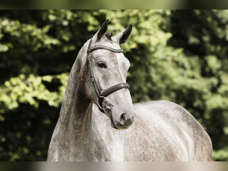 Deutsches Sportpferd Wallach 5 Jahre 167 cm Schimmel in Riedstadt