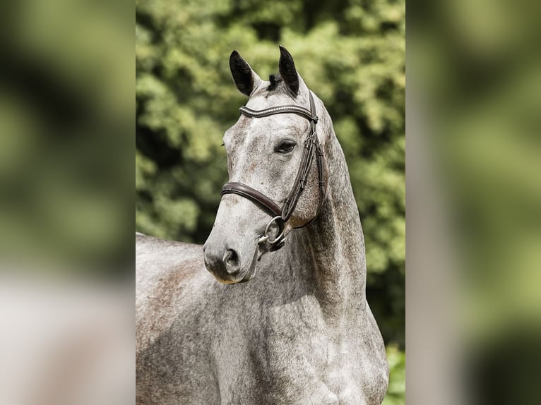 Deutsches Sportpferd Wallach 5 Jahre 167 cm Schimmel in Riedstadt