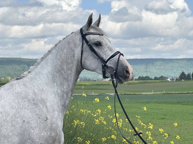 Deutsches Sportpferd Wallach 5 Jahre 167 cm Schimmel in Riedlingen