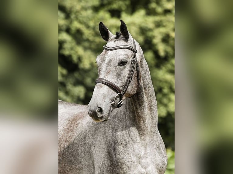 Deutsches Sportpferd Wallach 5 Jahre 167 cm Schimmel in Riedstadt