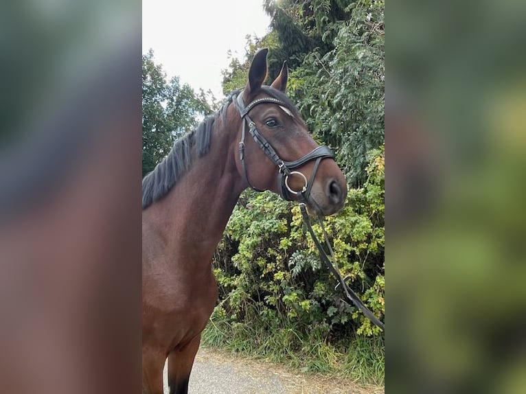 Deutsches Sportpferd Wallach 5 Jahre 168 cm Brauner in Drackenstein