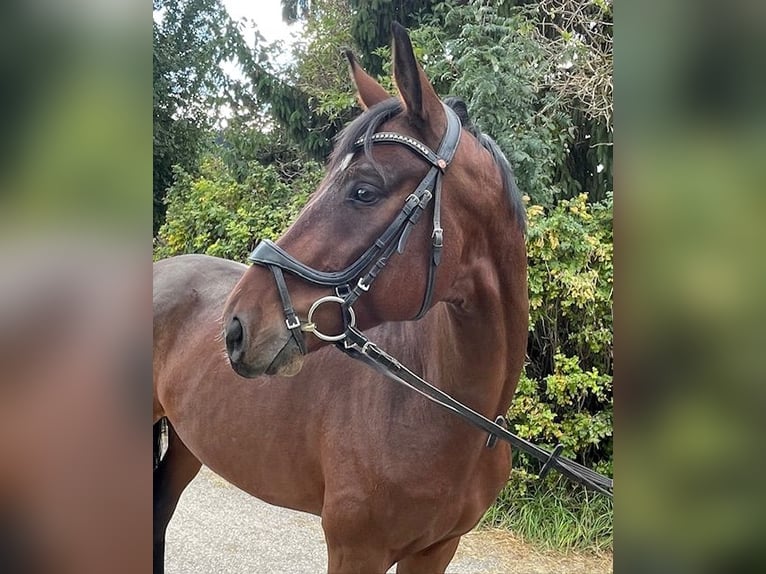 Deutsches Sportpferd Wallach 5 Jahre 168 cm Brauner in Drackenstein