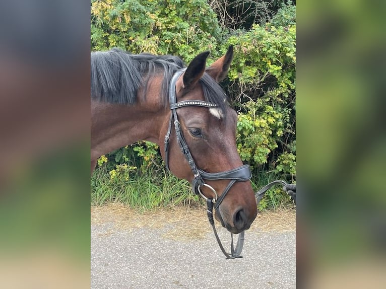 Deutsches Sportpferd Wallach 5 Jahre 168 cm Brauner in Drackenstein