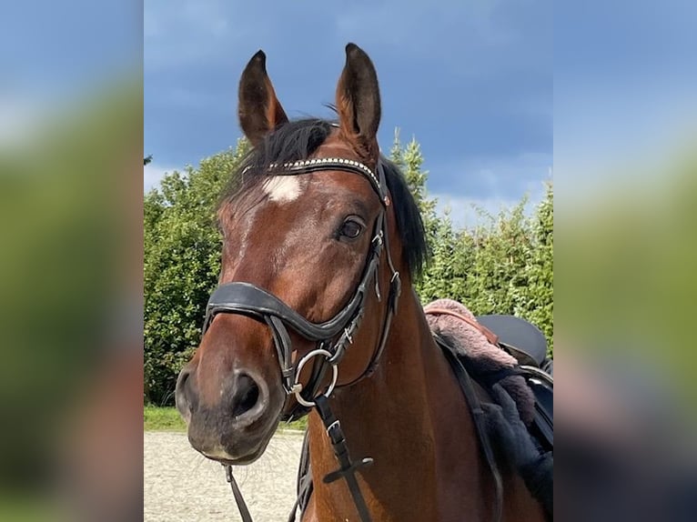 Deutsches Sportpferd Wallach 5 Jahre 168 cm Brauner in Drackenstein