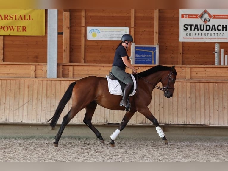 Deutsches Sportpferd Wallach 5 Jahre 168 cm Brauner in Isny im Allgäu