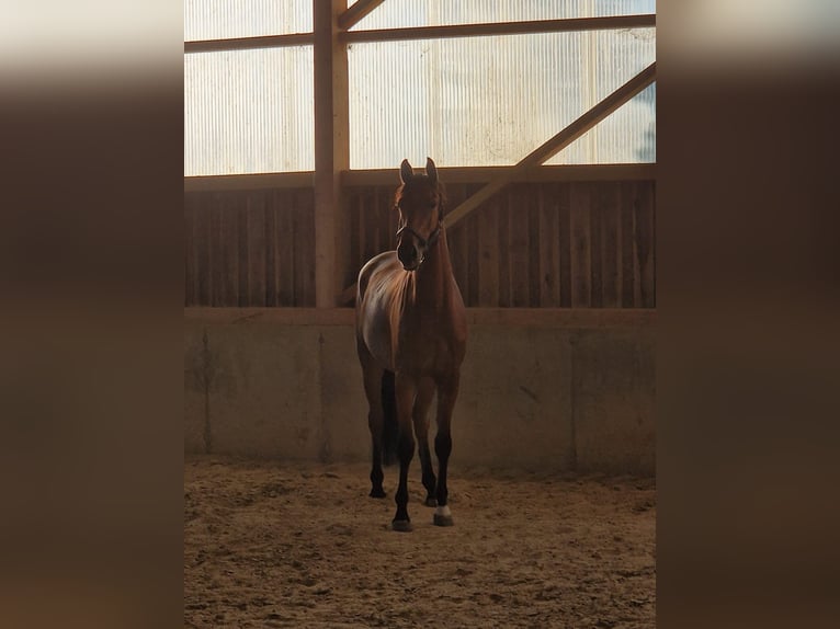 Deutsches Sportpferd Wallach 5 Jahre 168 cm Brauner in Bad Birnbach