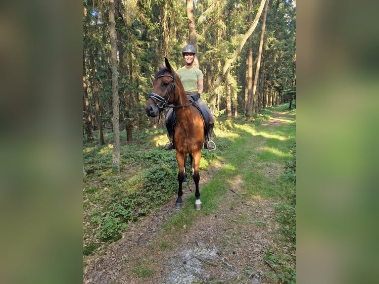 Deutsches Sportpferd Wallach 5 Jahre 168 cm Brauner in Bad Birnbach