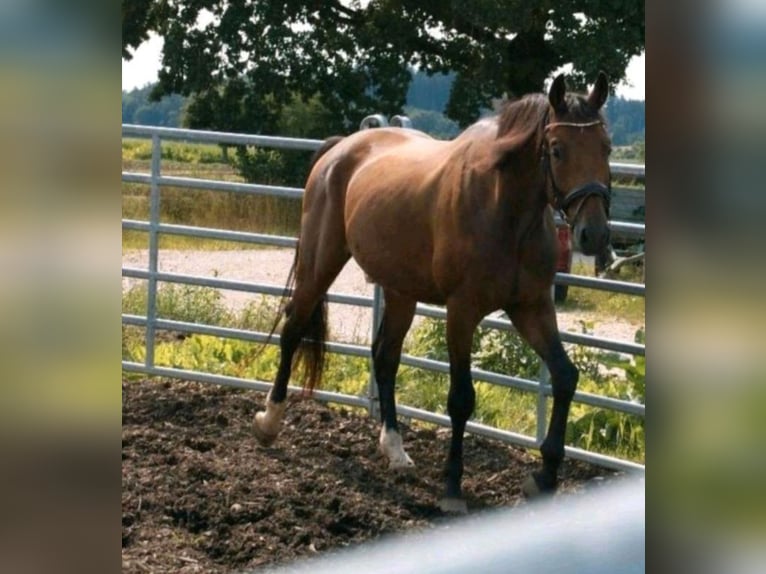 Deutsches Sportpferd Wallach 5 Jahre 168 cm Brauner in Sontheim an der Brenz