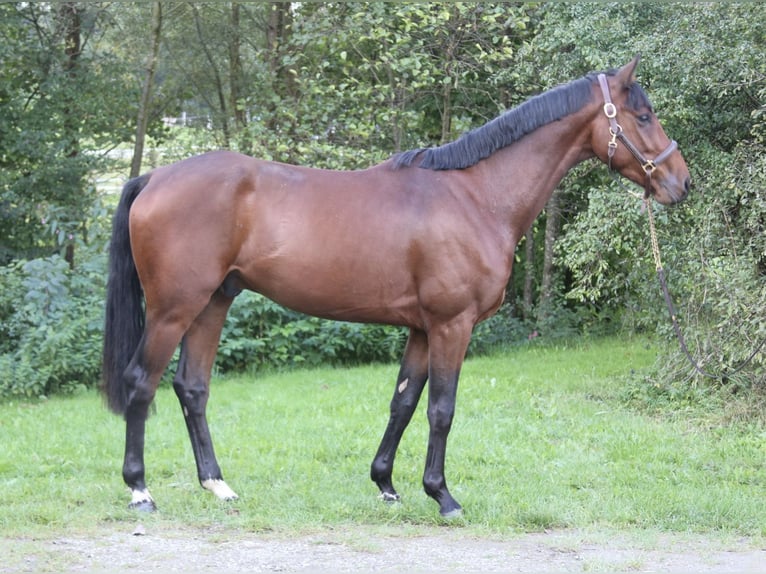 Deutsches Sportpferd Wallach 5 Jahre 168 cm Brauner in Erharting