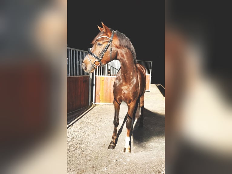 Deutsches Sportpferd Wallach 5 Jahre 168 cm Dunkelfuchs in Rochau